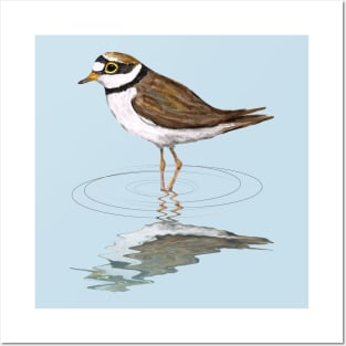 Little ringed plover Posters and Art